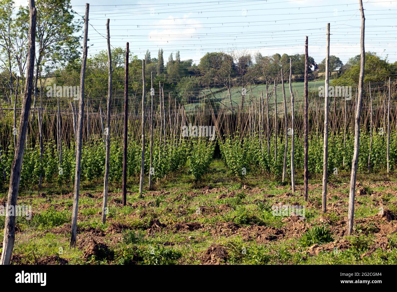 Early Hop-Pflanzen wachsen auf einer Farm in Salehurst, East Sussex Stockfoto