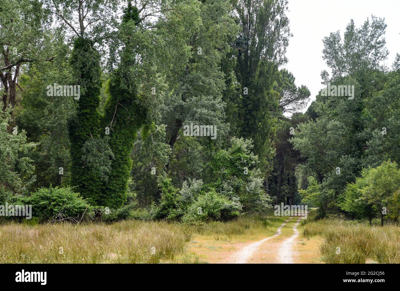 UN angolo del Parco Naturale di San Rossore, vicino a Pisa Stockfoto