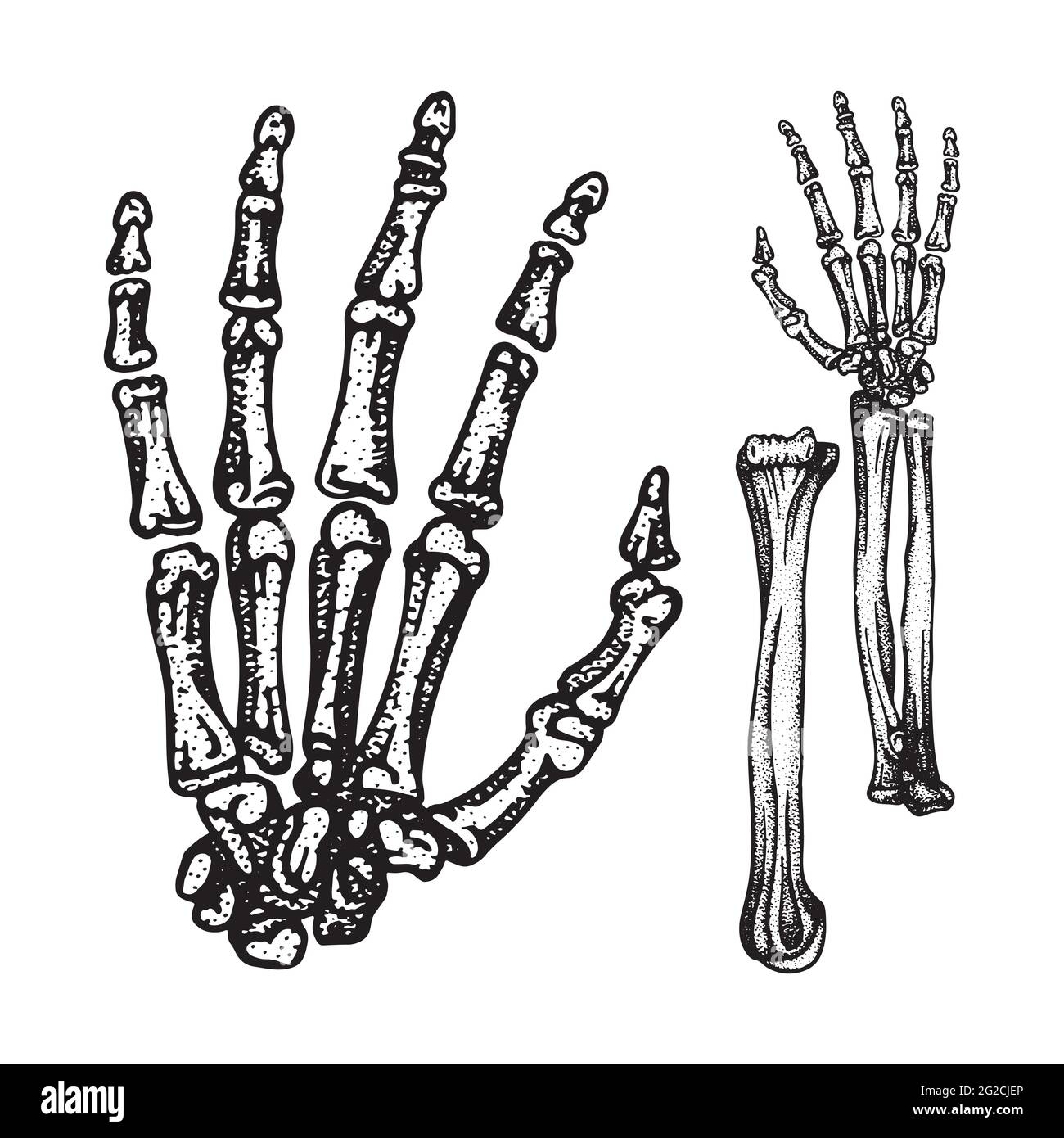 Handbeine. Hand- und Handgelenkknochen Skizze Zeichnung Vektor Illustrationen Set. Teil der menschlichen Skelett Grafik. Stock Vektor