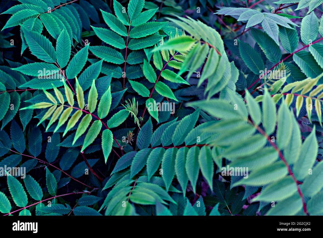 Pflanzenhintergrund mit blaugrünen Blättern von Ebereschen Zweigen close-up, Copy space, Schönheit in der Natur, getönt, Tapete, Selektiver Fokus Stockfoto