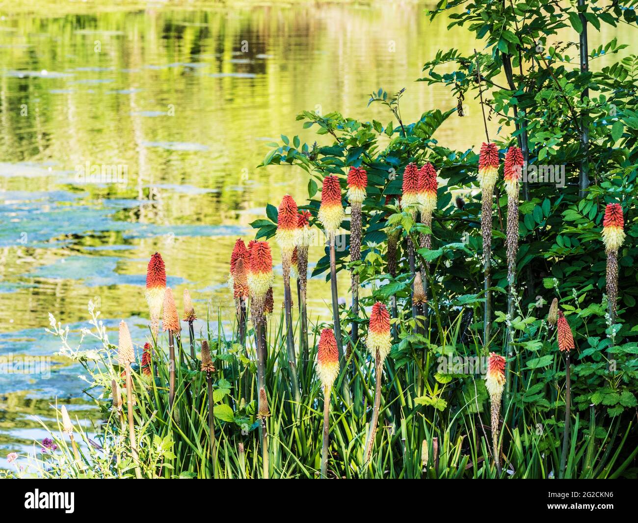 Rote Hot Pokers, Kniphofia, wachsen am Rande eines kleinen Sees. Stockfoto