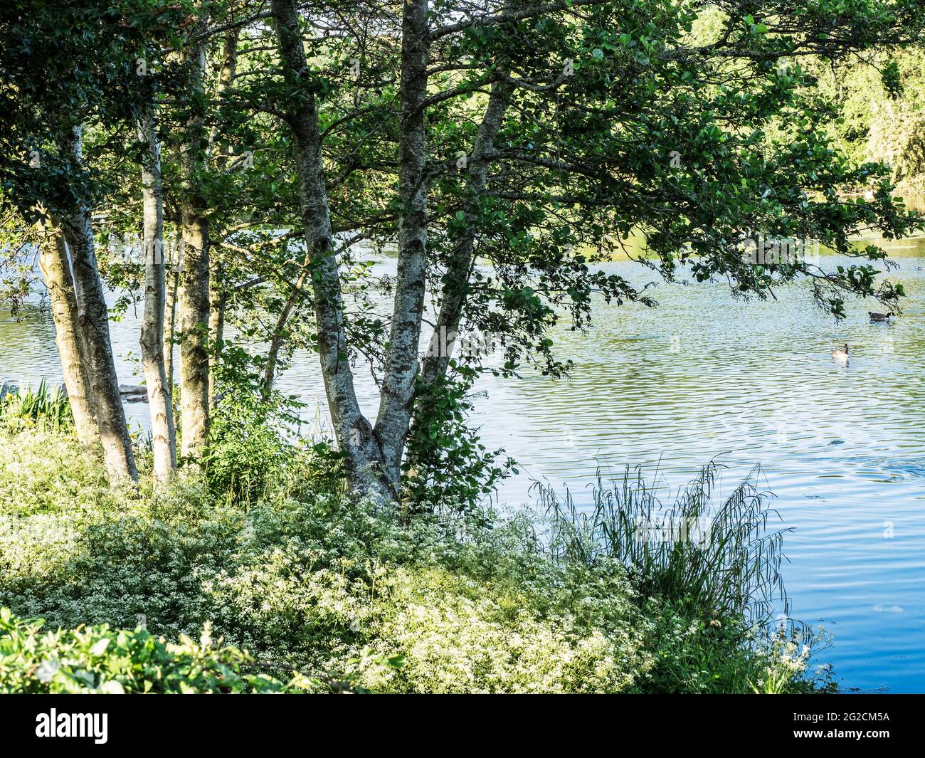 Abendsonne auf einem kleinen See in Swindon, Wiltshire. Stockfoto