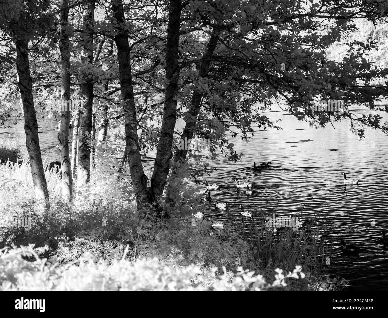 Ein sonniger Sommerabend an einem kleinen See in Swindon, Wiltshire, aufgenommen im Infrarot. Stockfoto