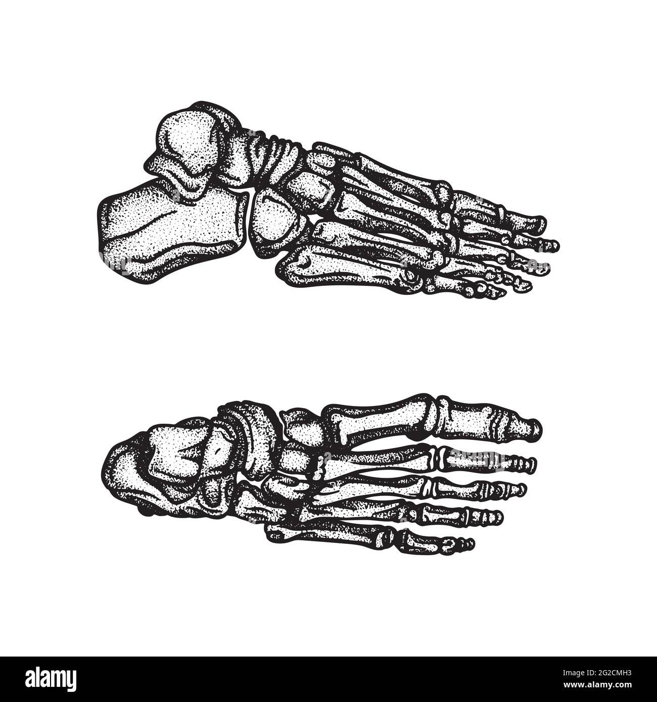 Fuß. Fußknochen oben und seitlich handgezeichnete Vektorgrafiken-Set. Teil der menschlichen Skelett Grafik. Stock Vektor