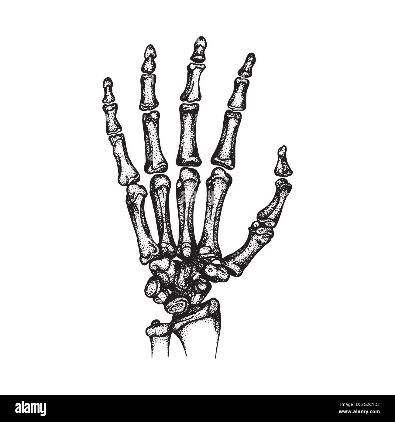 Handbeine. Hand- und Handgelenkknochen Skizze Zeichnung Vektor Illustrationen Set. Teil der menschlichen Skelett Grafik. Stock Vektor