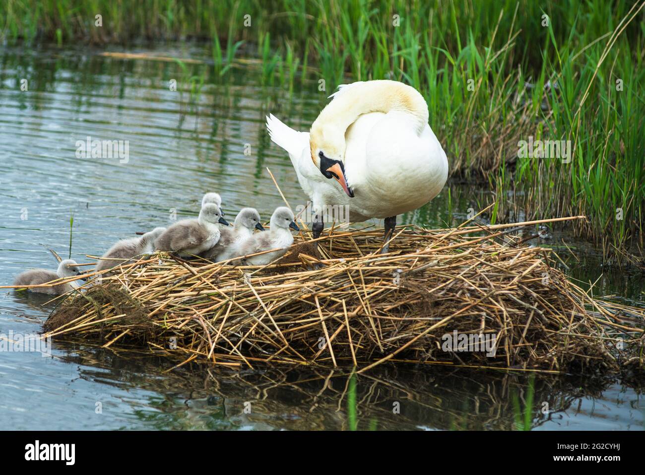 Mute Swan Mutter & Vater und neugeborene Cygnets in Cambridgeshire, Großbritannien Stockfoto