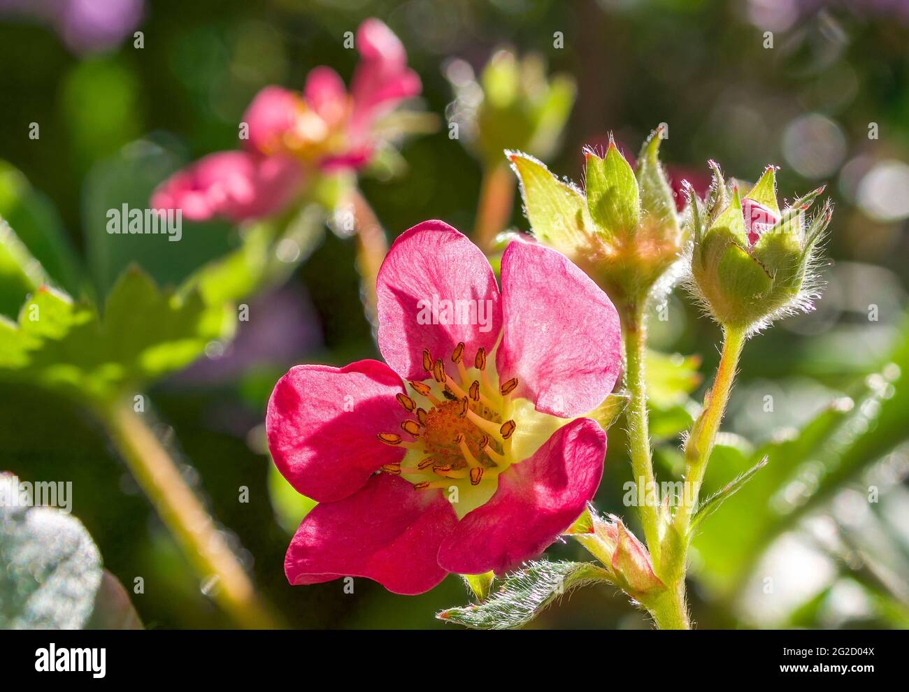 Rosa Erdbeerblüte (Fragaria), Bayern, Deutschland, Europa Stockfoto