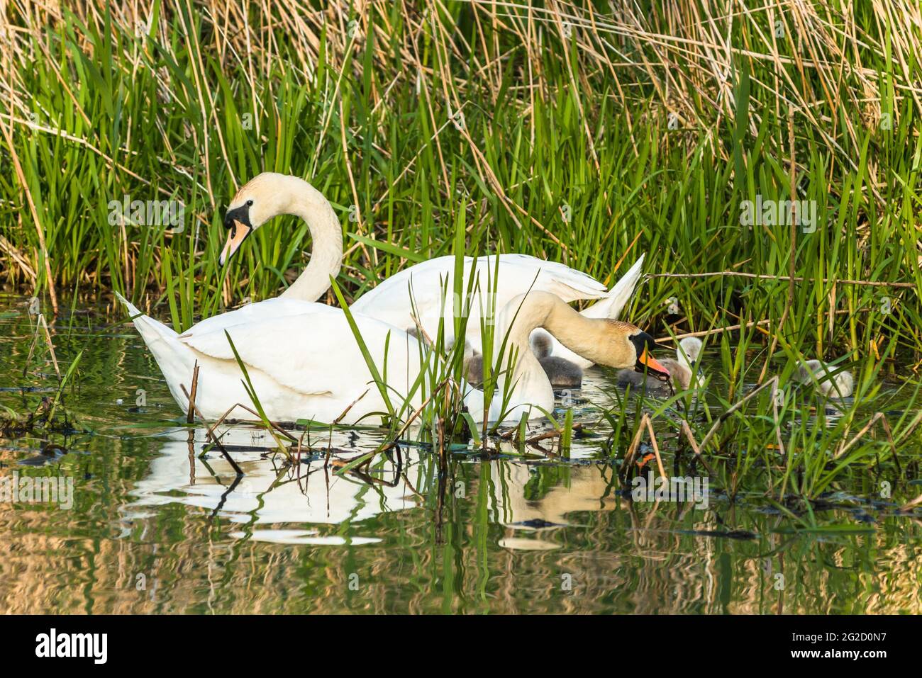 Mute Swan Mutter & Vater und neugeborene Cygnets in Cambridgeshire, Großbritannien Stockfoto