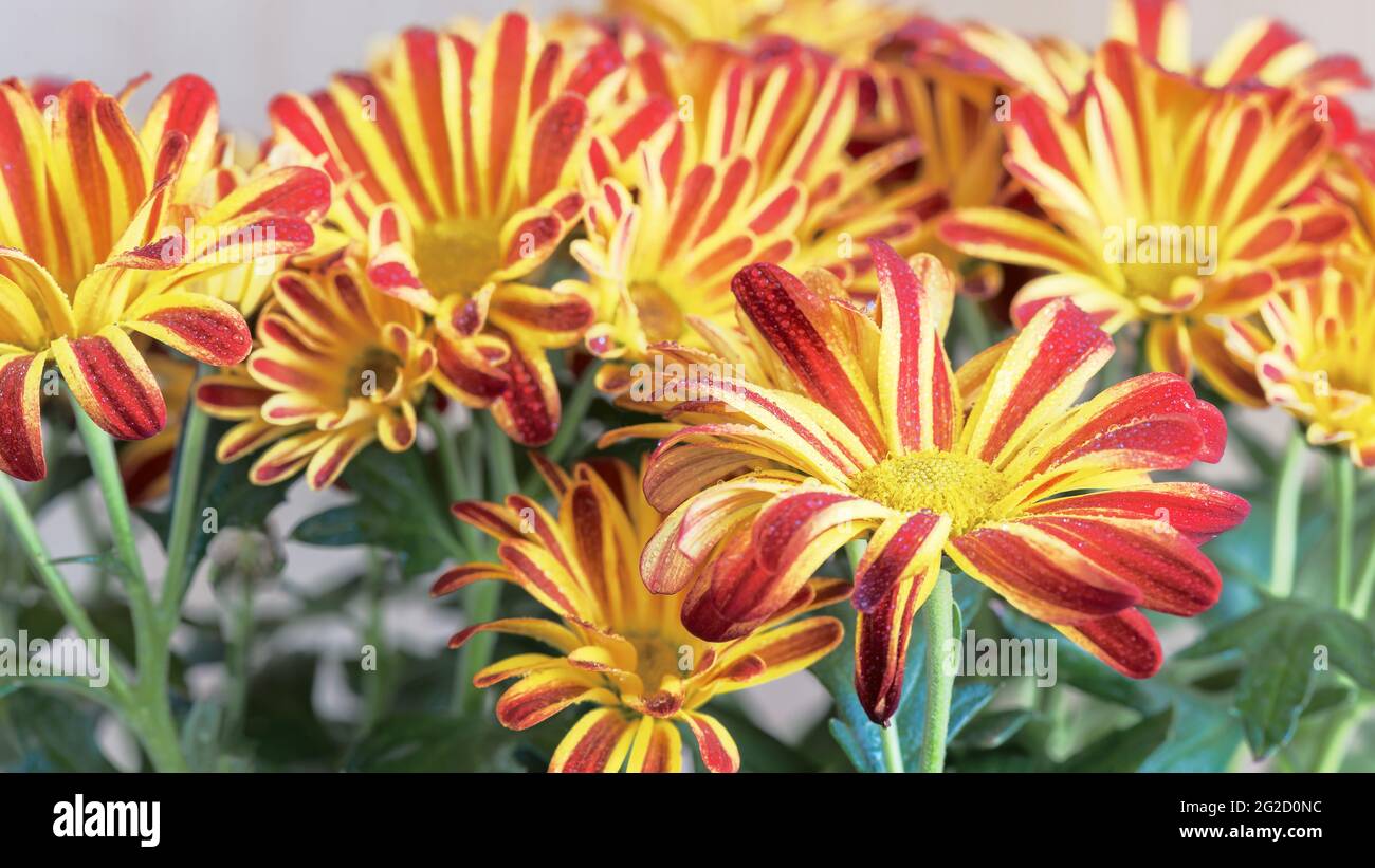 Die Blüten der indischen Chrysantheme (Chrysantheme indicum) sind eine mehrjährige Pflanze der Familie der Asteraceae, oder, wie sie auch genannt werden, der Asteracea Stockfoto