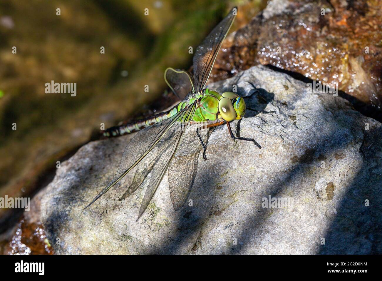 Schöne große grüne Libelle Sonnenbaden Stockfoto