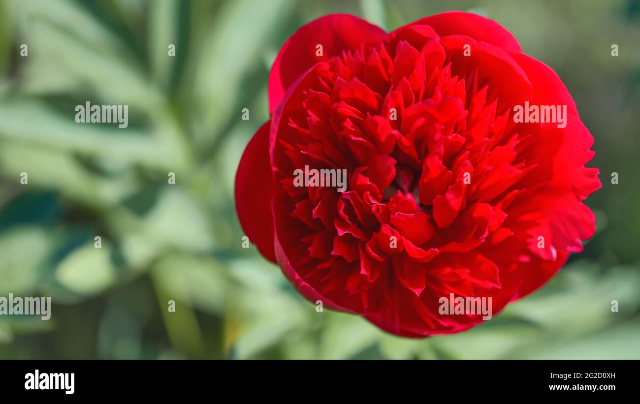 Die krautige Pfingstrose Red Charm sieht aus wie eine breite tiefrote Schale gefüllt mit wirbelnden Blütenblättern. Stockfoto