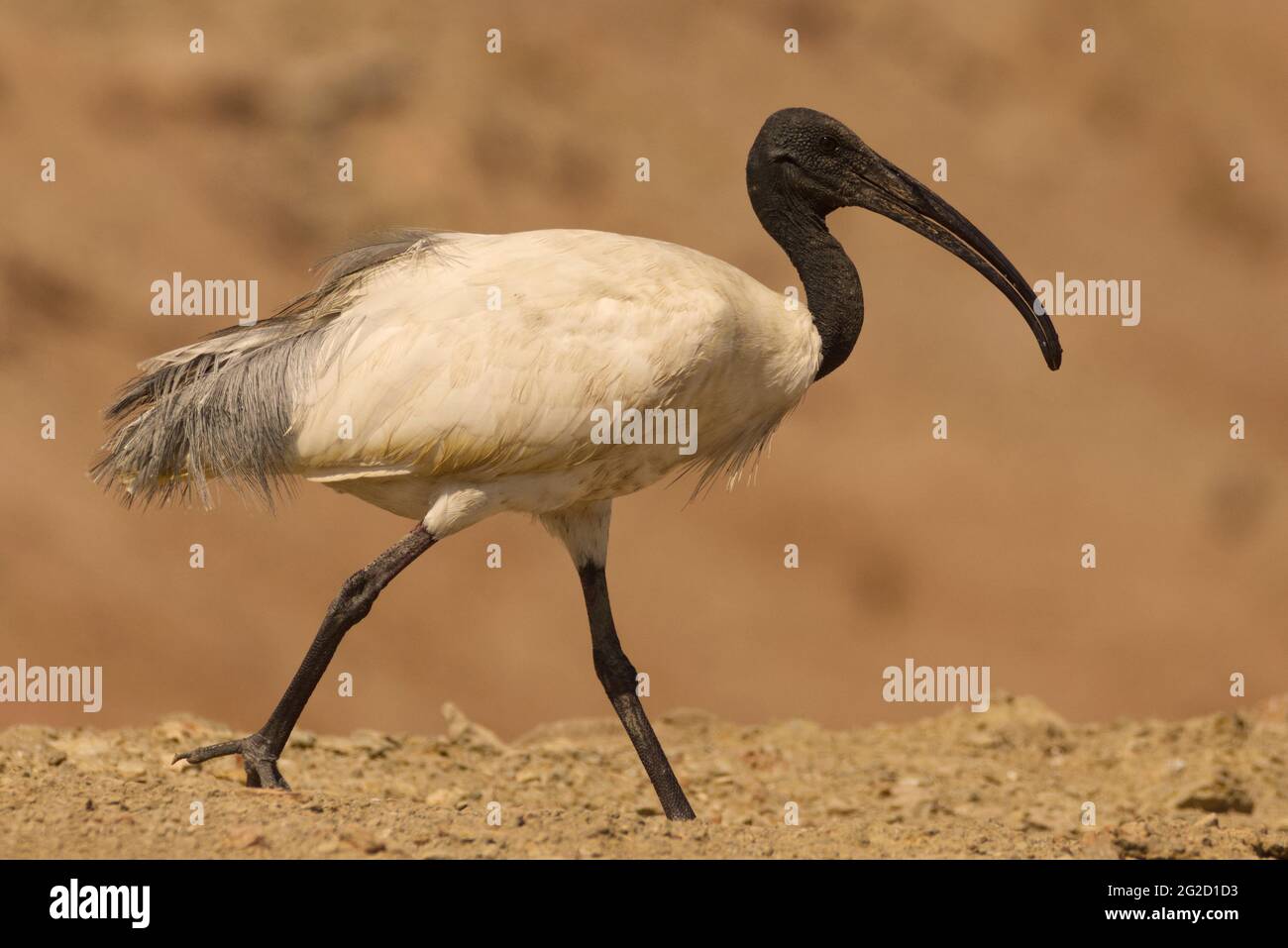 Black-headed Ibis (Threskiornis Melanocephalus) Stockfoto