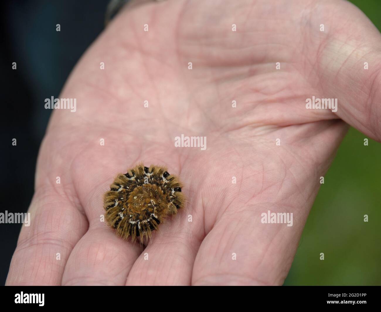 Eggar Moth-Raupe aus Eichenholz, auch bekannt als Lasiocampa quercus, in der Hand. Stockfoto