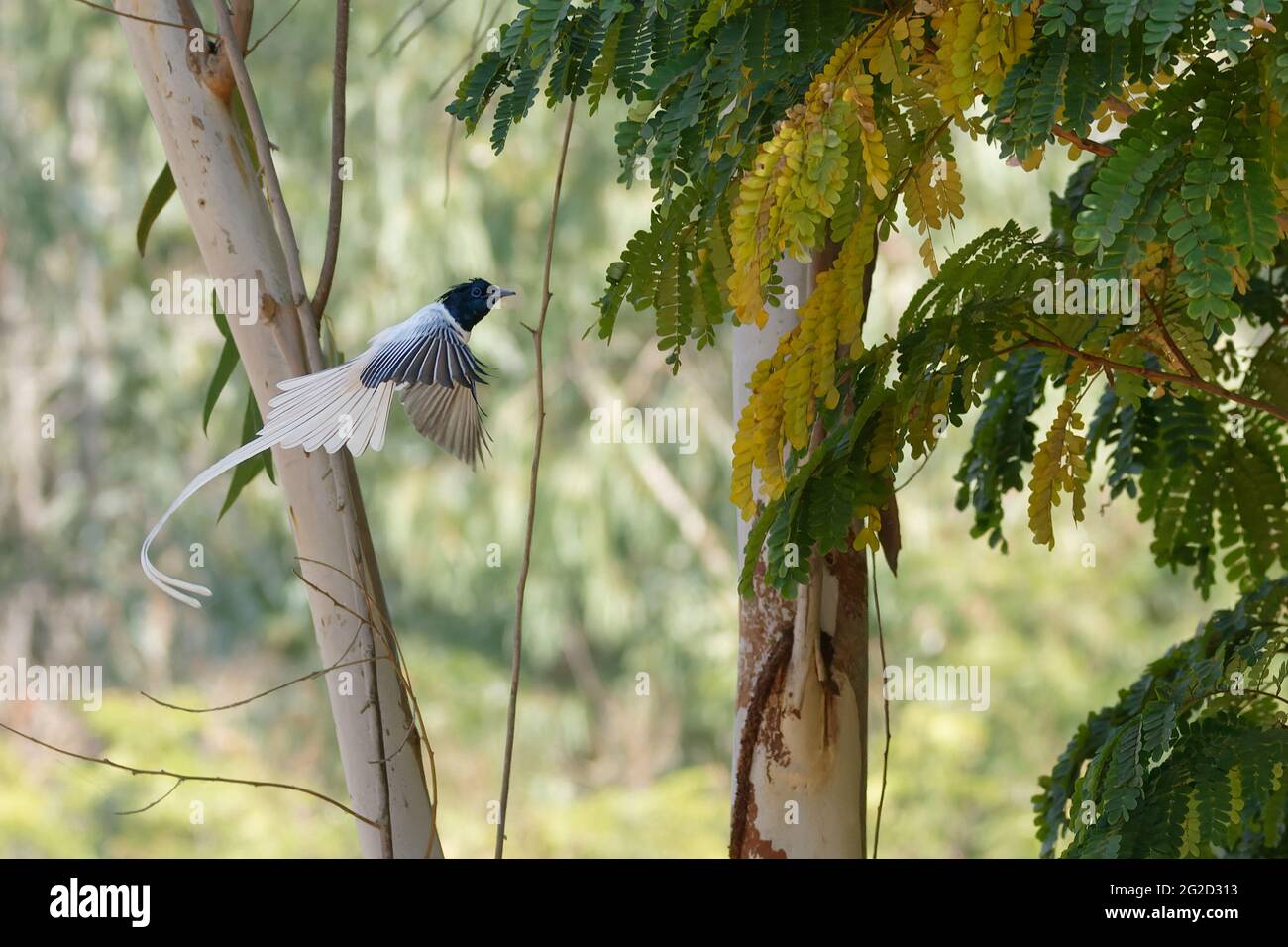 Indisches Paradies Fliegenfänger (Terpsiphone paradisi) Stockfoto