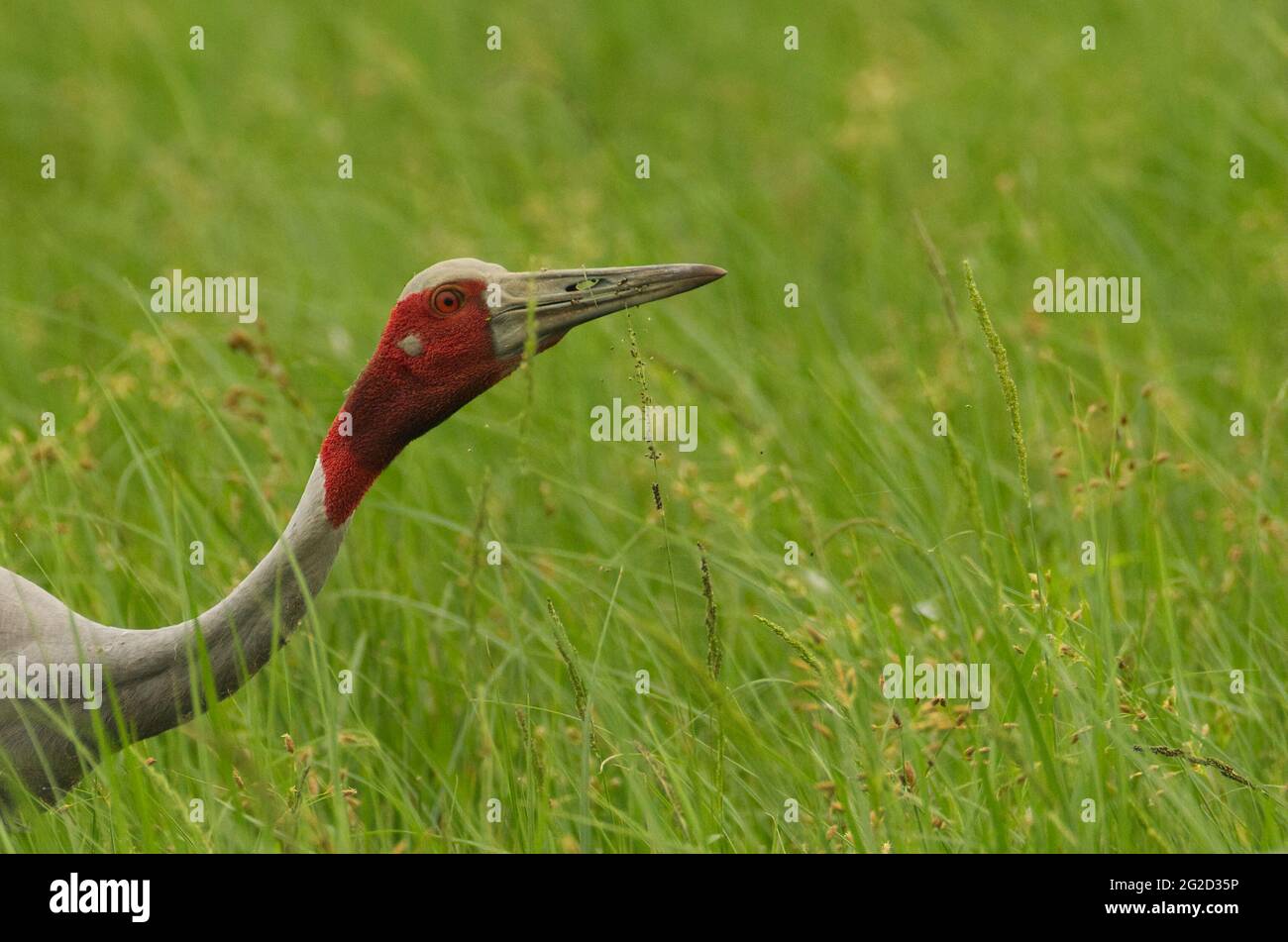 Sarus-Kranich (Antigone antigone), der sich mit Samen ernährt, Gujarat, Indien Stockfoto