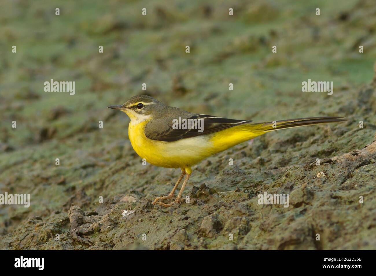 Grauer Wagtail (Motacilla cinerea) Gujarat, Indien Stockfoto