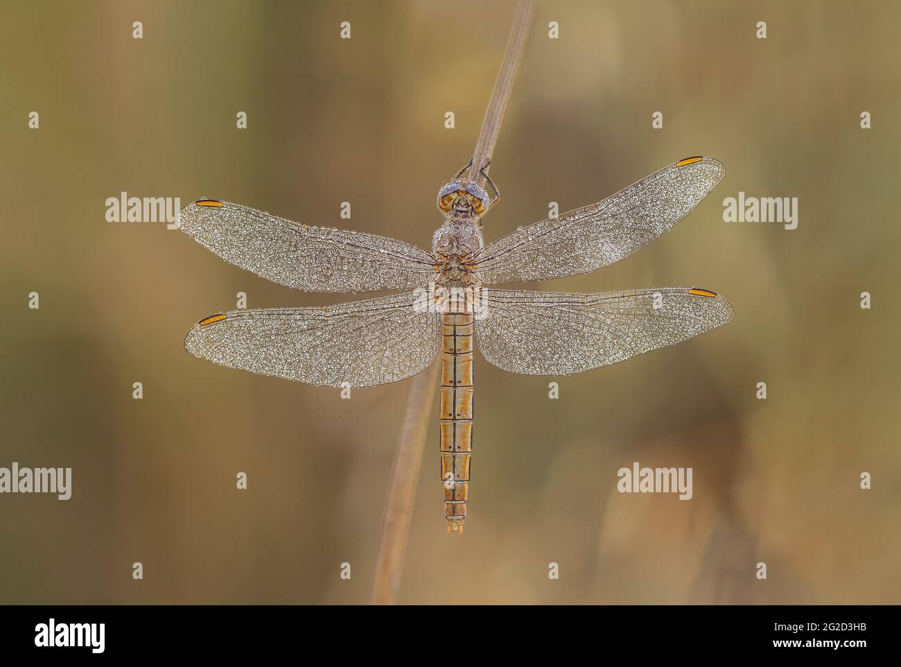 Rotaderentaucher (Sympetrum fonscolombii), Stockfoto