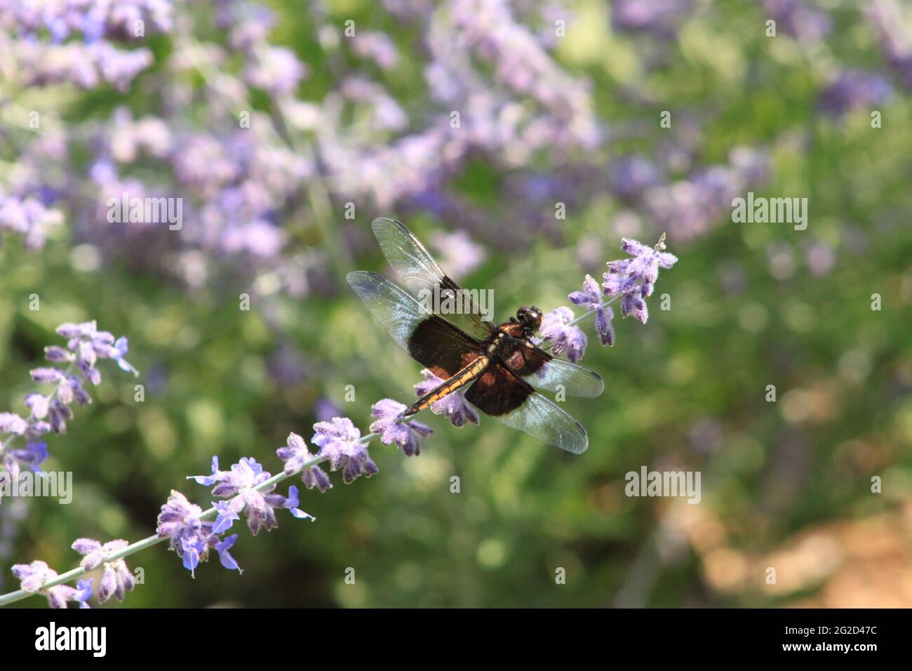 Die Fliege auf Purple Sage Stockfoto