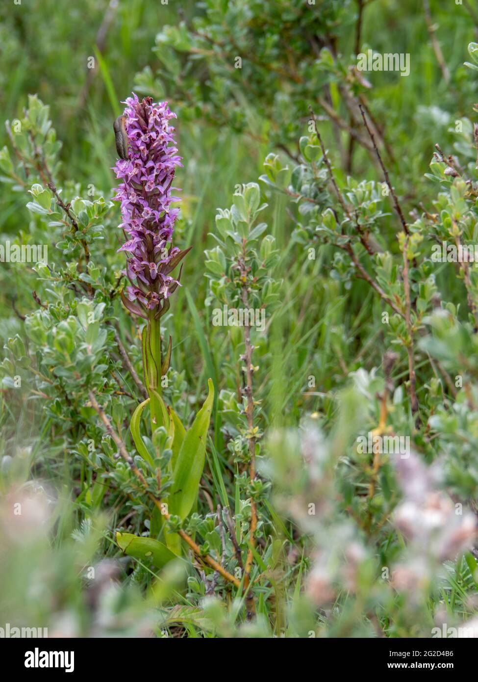 Southern Marsh Orchid alias Dactylorhiza praetermissa, in Creeping Willow alias Salix repens bei Braunton Burrows SSSI, North Devon, England. Stockfoto