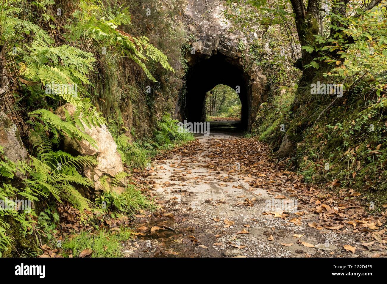 Tunnel im Herbst auf dem Bear Trekkingweg. Teverga, Asturien, Spanien. Stockfoto