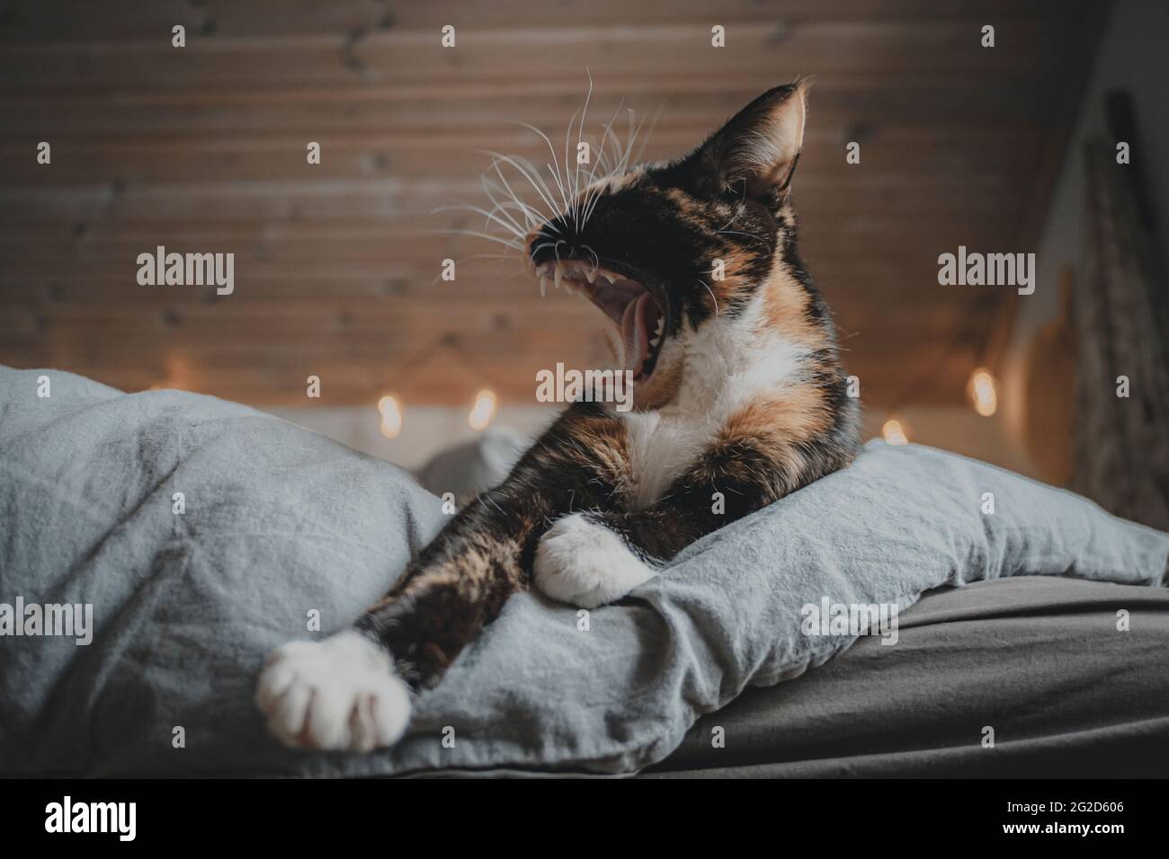 Katze liegt auf dem Bett und gähnend Stockfoto