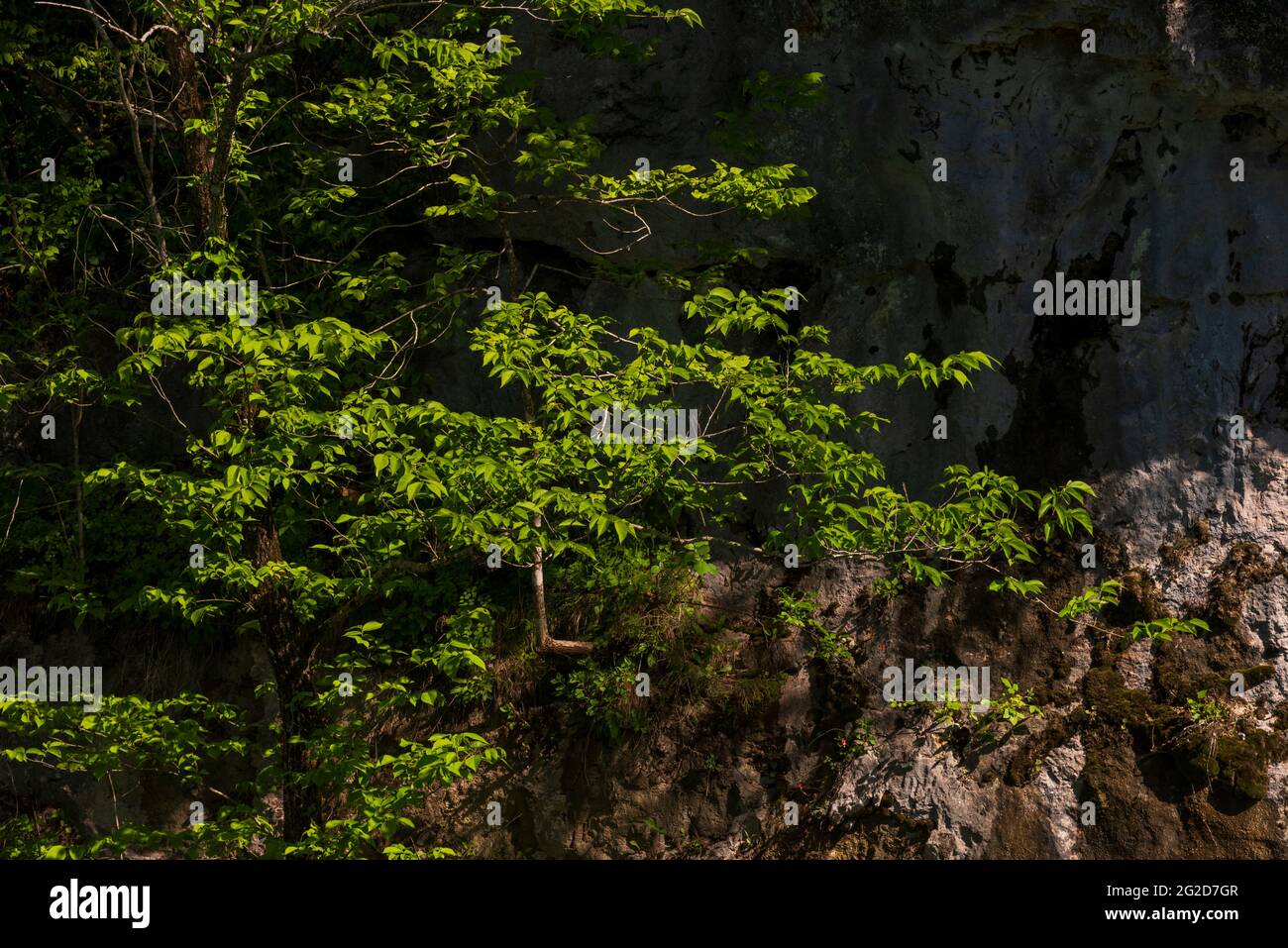 Am 12. Mai 2021 wachsen Bäume von einem fast vertikalen Ufer des Current River in einem Wildnisgebiet in den Ozarks nördlich von Eminence, Missouri, USA. Stockfoto