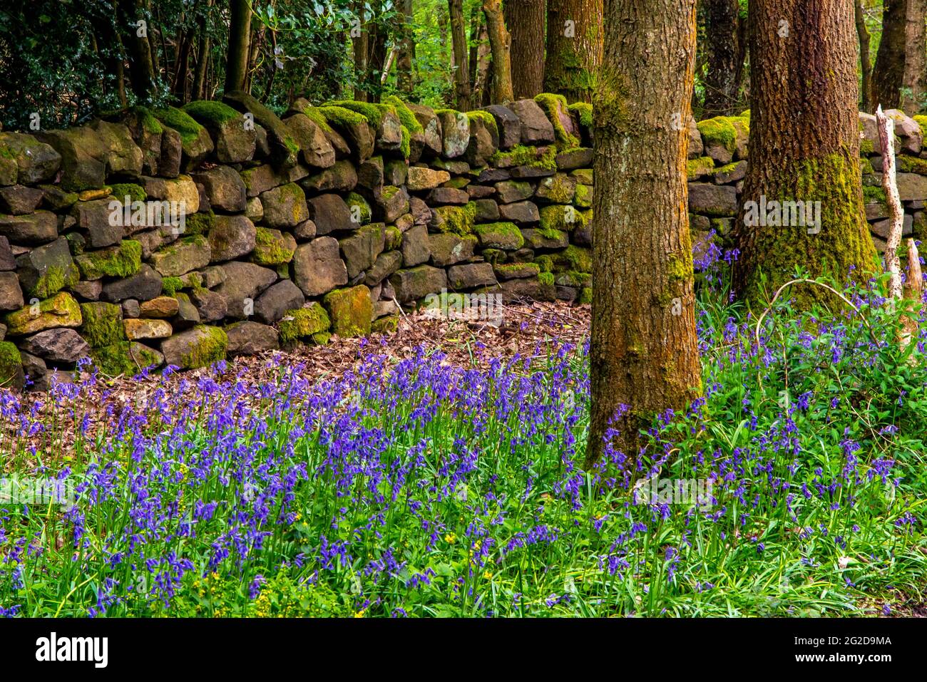 Bluebells wachsen in Frühlingswäldern in der Nähe von Matlock im Derbyshire Peak District England Stockfoto