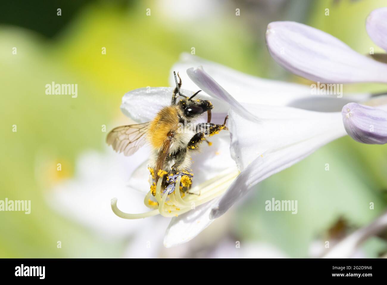 Eine Hummel sammelt Pollen in einer weißen Blume. Eine bescheidene Biene, die an einer Gartenblume arbeitet. Stockfoto