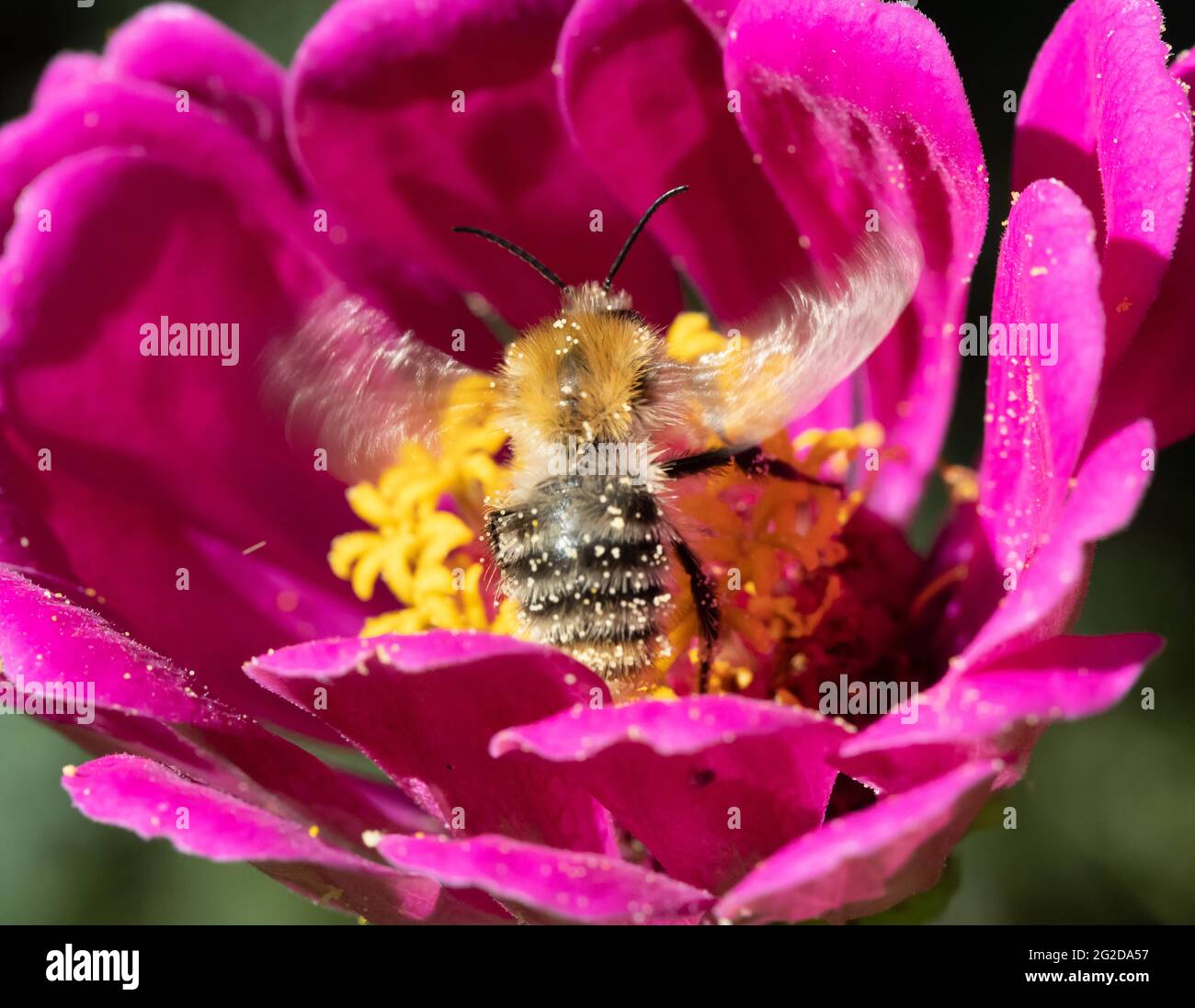Eine Hummel, die Pollen in einer violetten Blume sammelt. Eine bescheidene Biene, die an einer Gartenblume arbeitet. Stockfoto