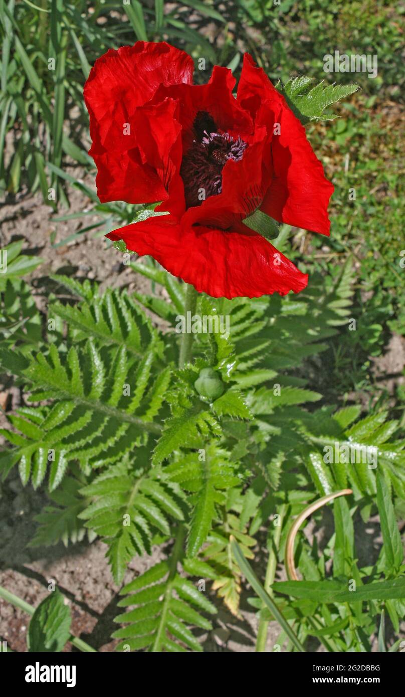 Mohn Stockfoto