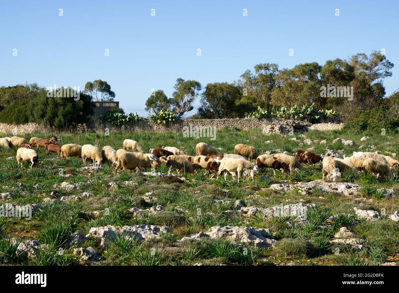 DINGLI, MALTA - 02 JAN, 2020: Schafe grasen auf Buschland von Dingli Aviation Radarstation in der Nähe der Klippen Stockfoto