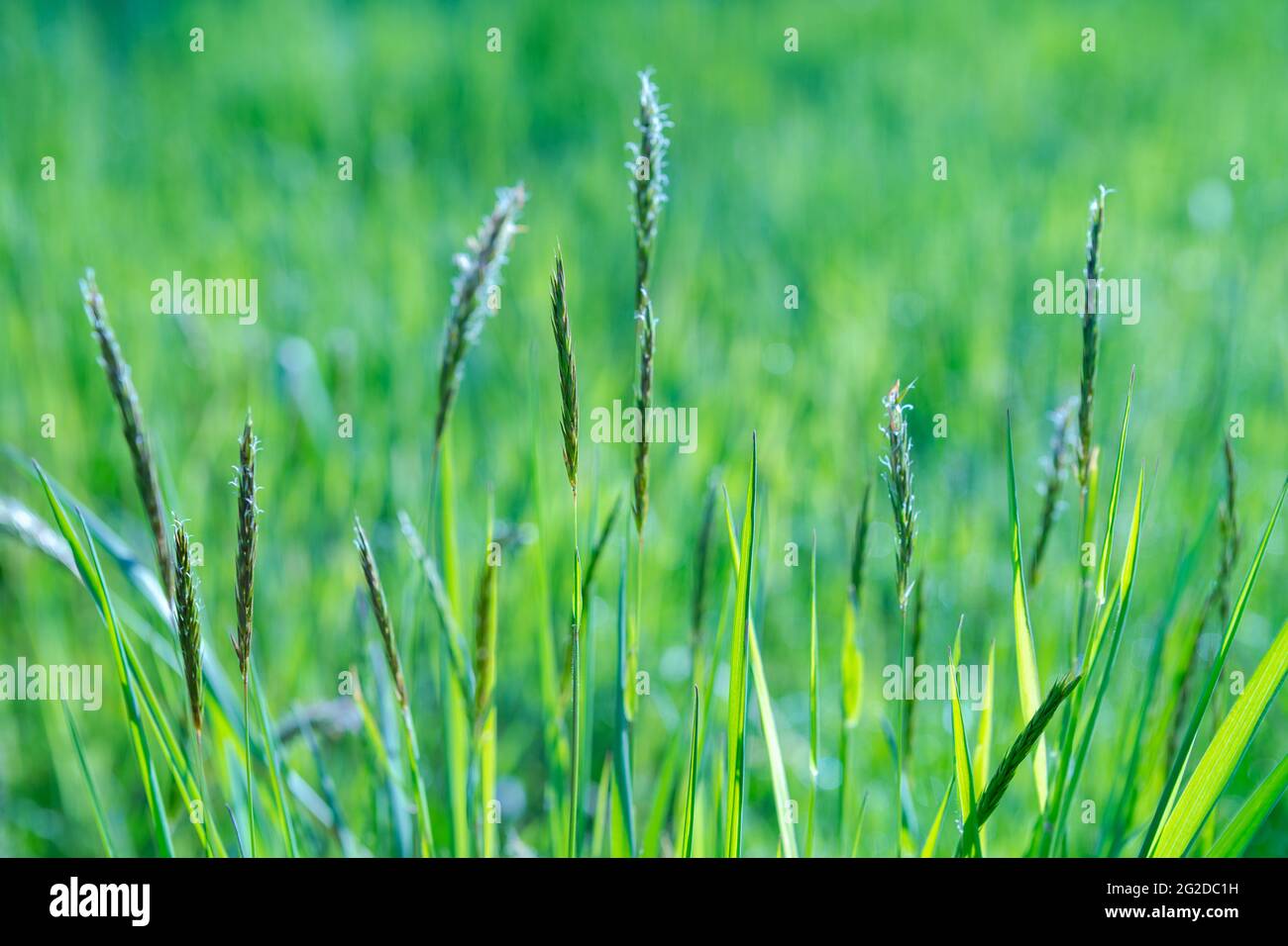 Frisches grünes Gras Feld auf verschwommenem Bokeh Hintergrund. Weichfokus. Schöne Sonneneinstrahlung Frühling oder Sommer Rasen. Frühling oder Sommersaison Naturlandschaft Stockfoto