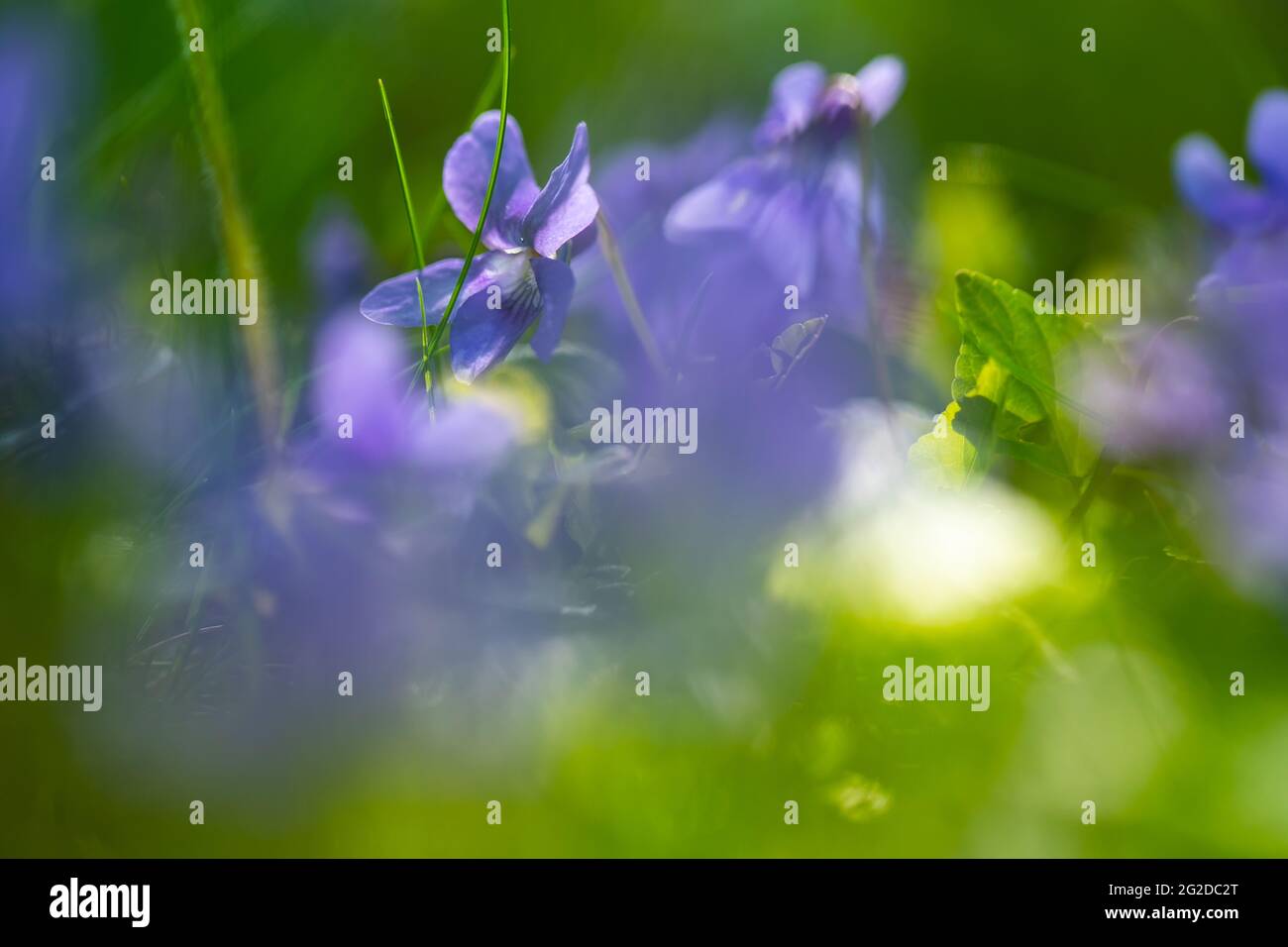Wilde Veilchen in der Natur. Nahaufnahme von gewöhnlichem Violett. Weichfokus. Natur Hintergrund. Süßes Violett. Gewöhnliches Violett oder Gartenviolett Stockfoto