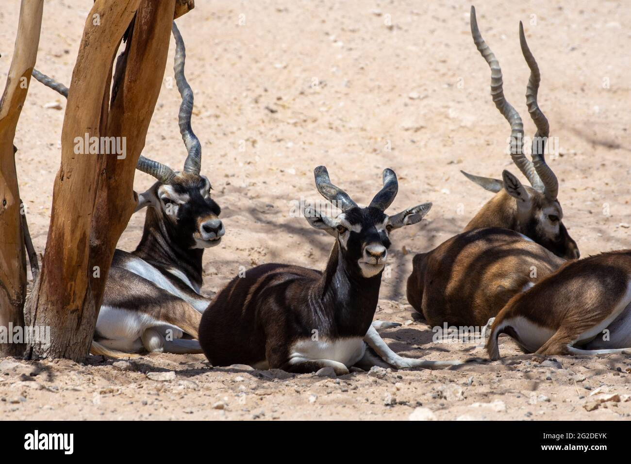 Eine Gruppe von Schwarzböcken (Antilope cervicapra) oder indischen Antilopen, die unter einem Baum sitzen. Stockfoto