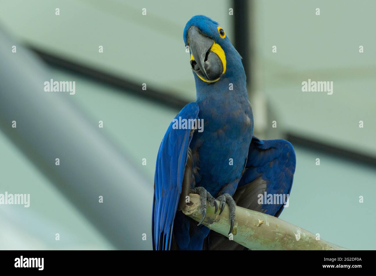 Der Hyazinthara, der in der Nähe schläft (Anodorhynchus hyacinus), oder der hyazinthara oder der blaue Ara, der auf einem Zweig in Südamerika thront. Stockfoto