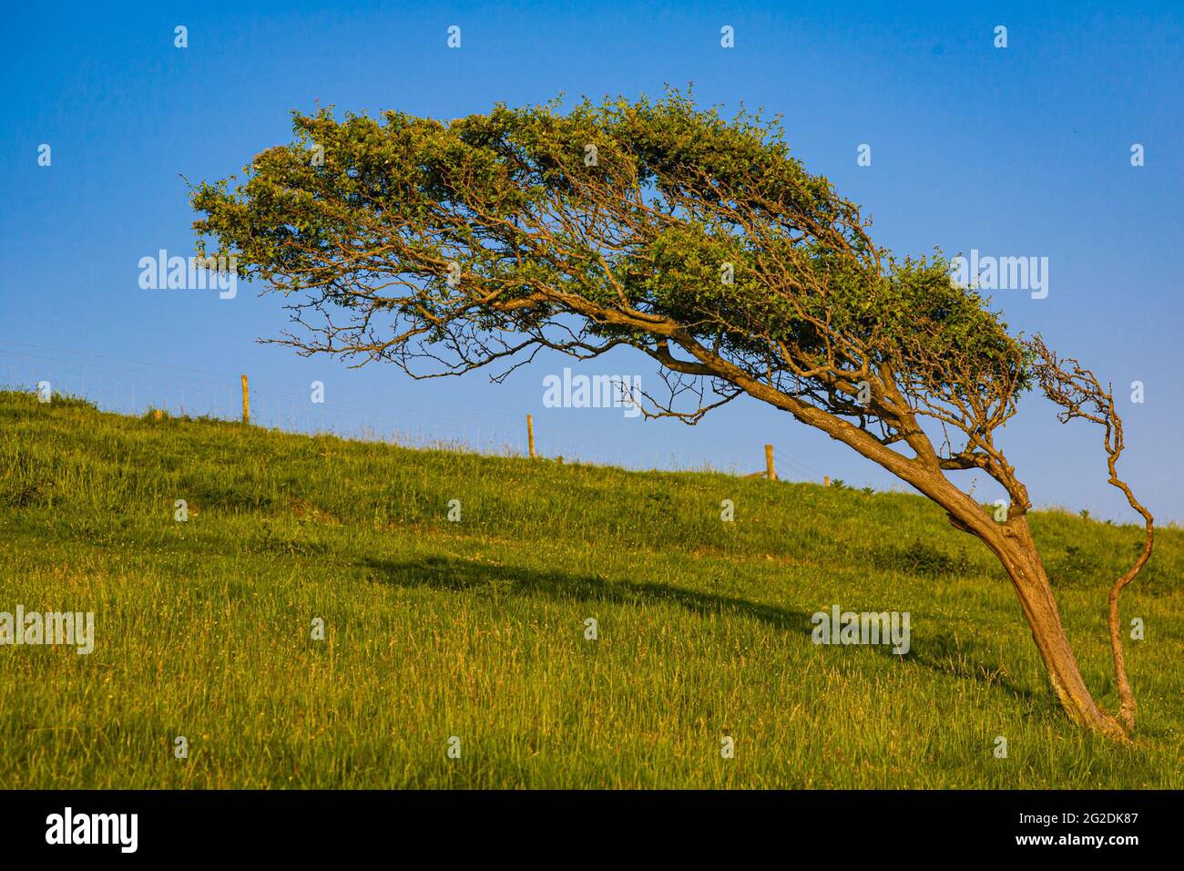 Beispiel für ein windgeblasenes Baumwachstum an einem exponierten Hang auf der Isle of Wight England Stockfoto