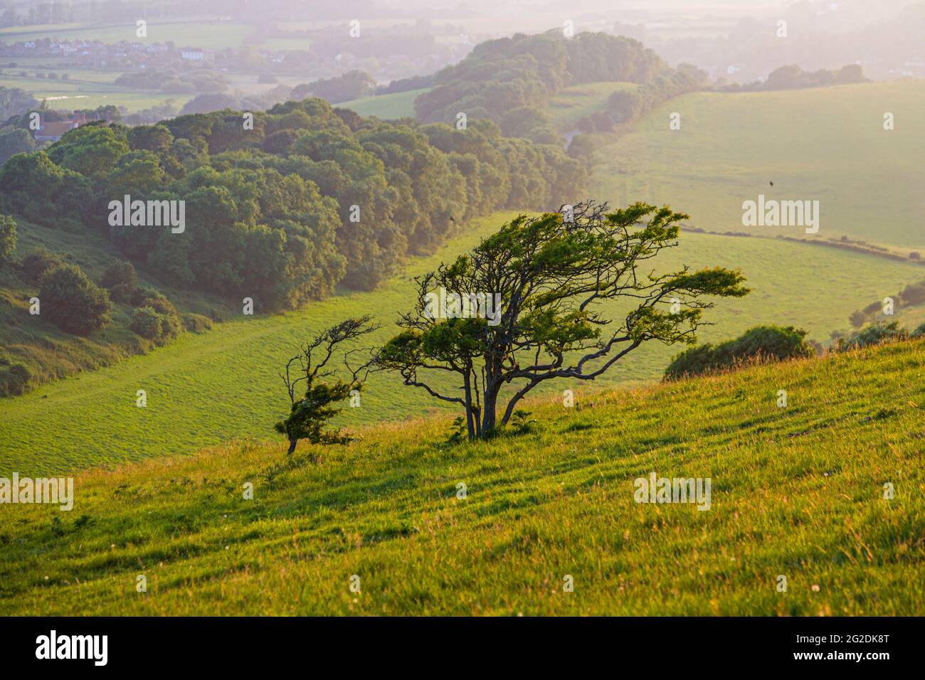 Beispiel für ein windgeblasenes Baumwachstum an einem exponierten Hang auf der Isle of Wight England Stockfoto