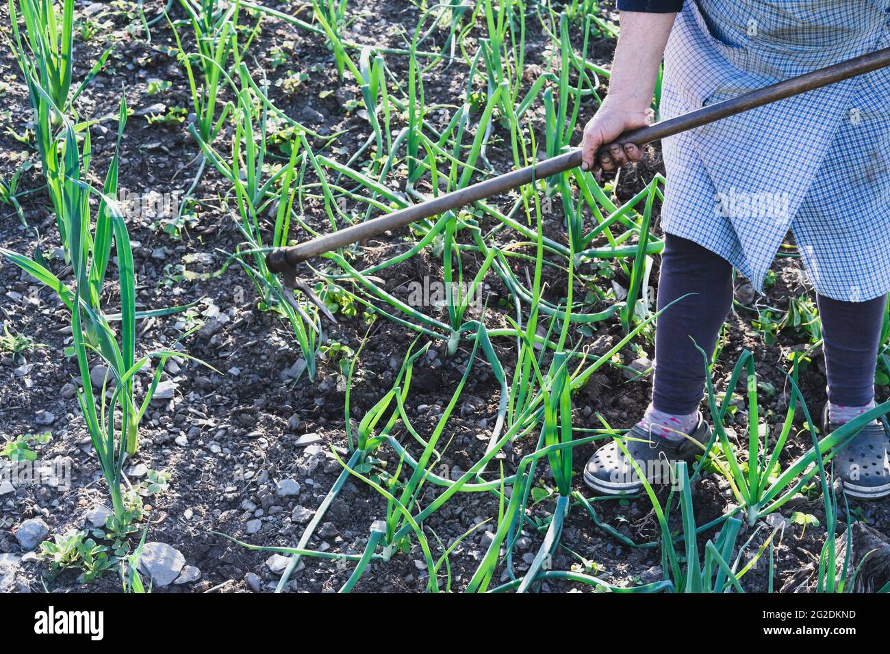 Ältere Frau, die im Zwiebelgarten arbeitet. Landwirtschaftliches Konzept. Stockfoto
