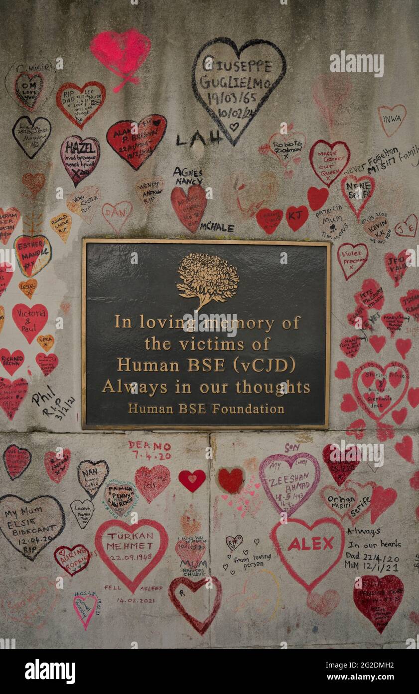 Die National Covid Memorial Wall, ein öffentliches Wandgemälde, das von Freiwilligen gemalt wurde, um den Opfern der COVID-19-Pandemie im Vereinigten Königreich zu gedenken. Es liegt am Südufer der Themse in London, gegenüber dem Palace of Westminster, London, England, Großbritannien. Stockfoto