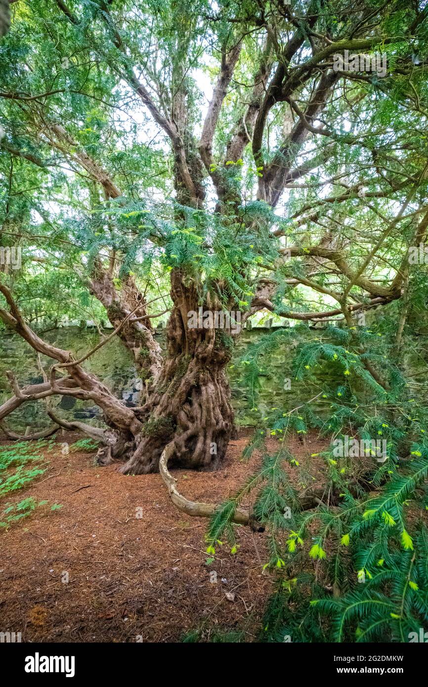 Eiben ast -Fotos und -Bildmaterial in hoher Auflsung  Alamy