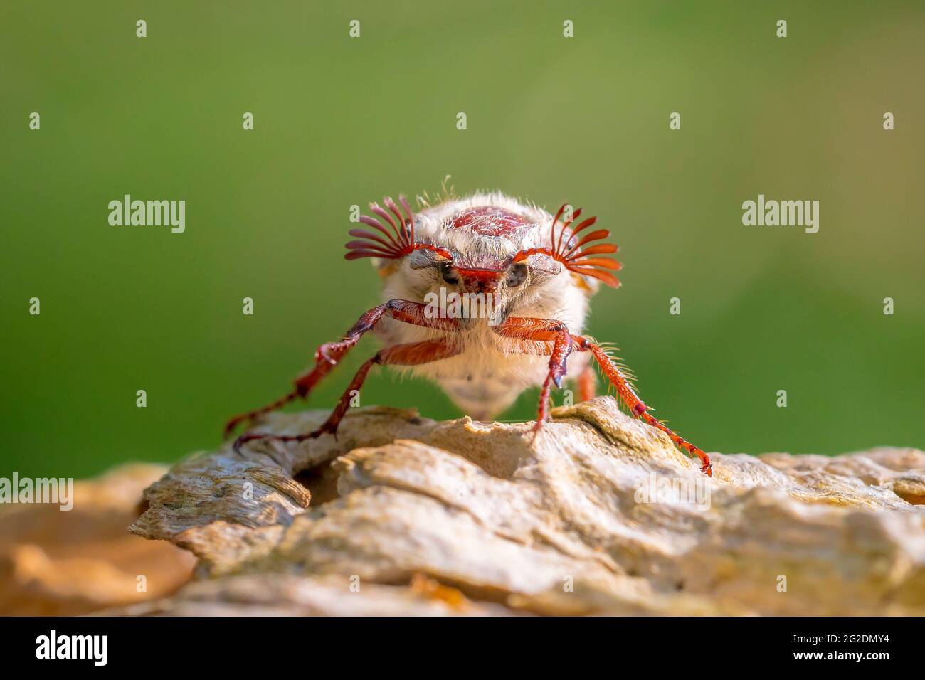 Nahaufnahme eines Waldschachackers, melolontha hippocastani, foraginging auf einem hölzernen Baumstamm Stockfoto