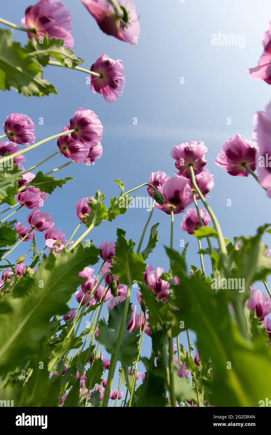 Pflanzen blühender Opiummohn vor blauem Himmel Stockfoto