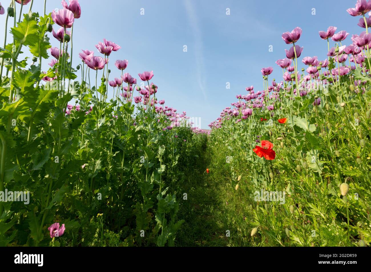 Ein Feld von Opiummohn-Pflanzen mit rotem Mohn vor blauem Himmel Stockfoto