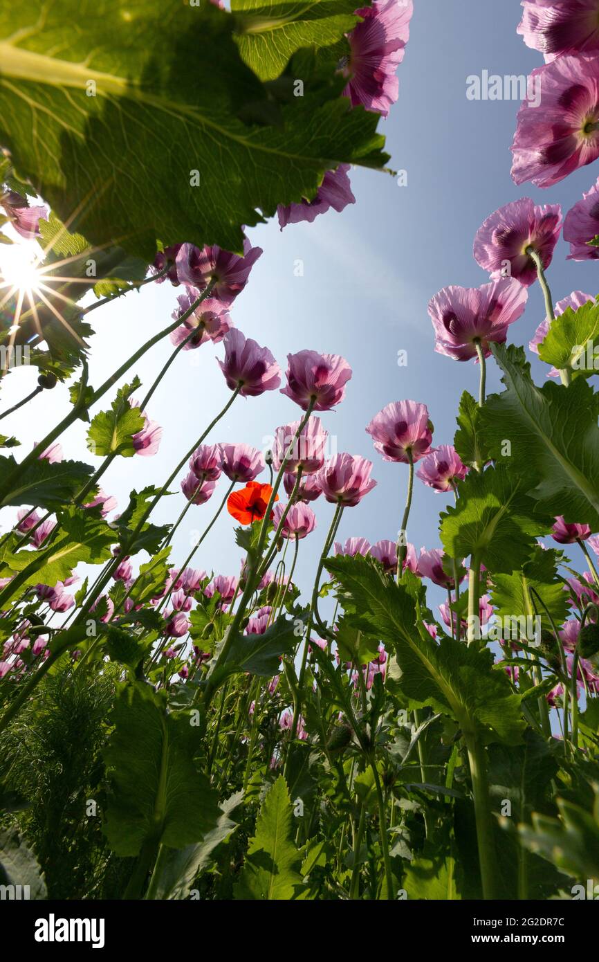 Pflanzen blühender Opiummohn vor blauem Himmel mit Maismohn mit Sternreflexe Stockfoto