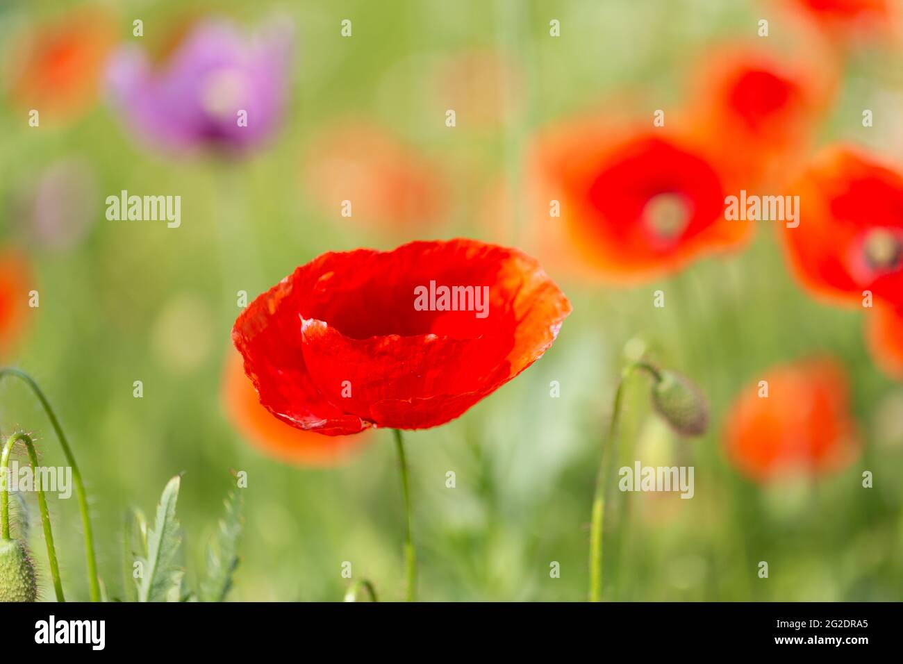 Pastell Klatsch Blume in einem Feld von roten und rosa-lila Mohnblumen Stockfoto