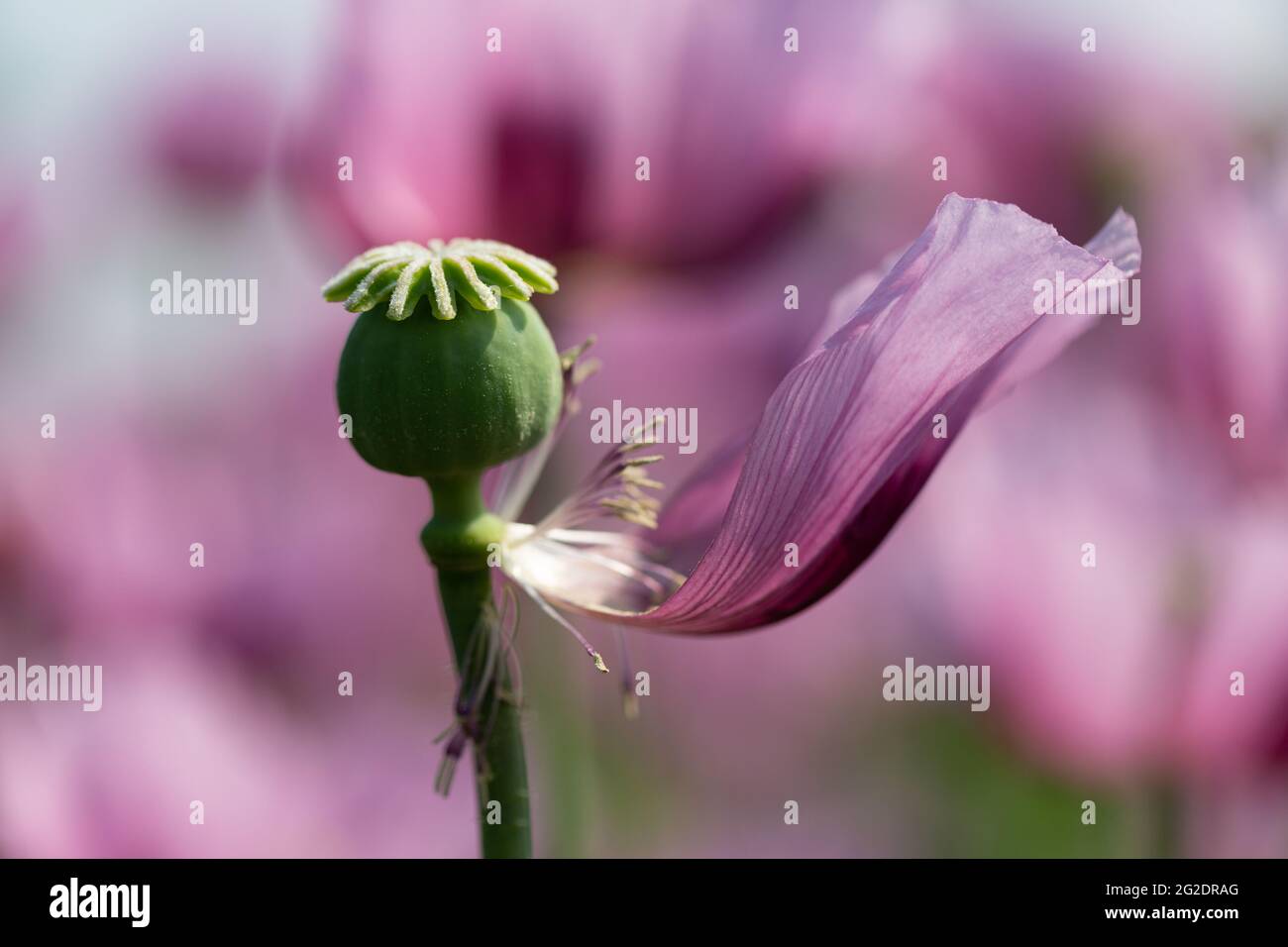 Kapsel einer Opiummohn-Blüte mit einem verbliebenen Blütenblatt in einem Mohnfeld Stockfoto