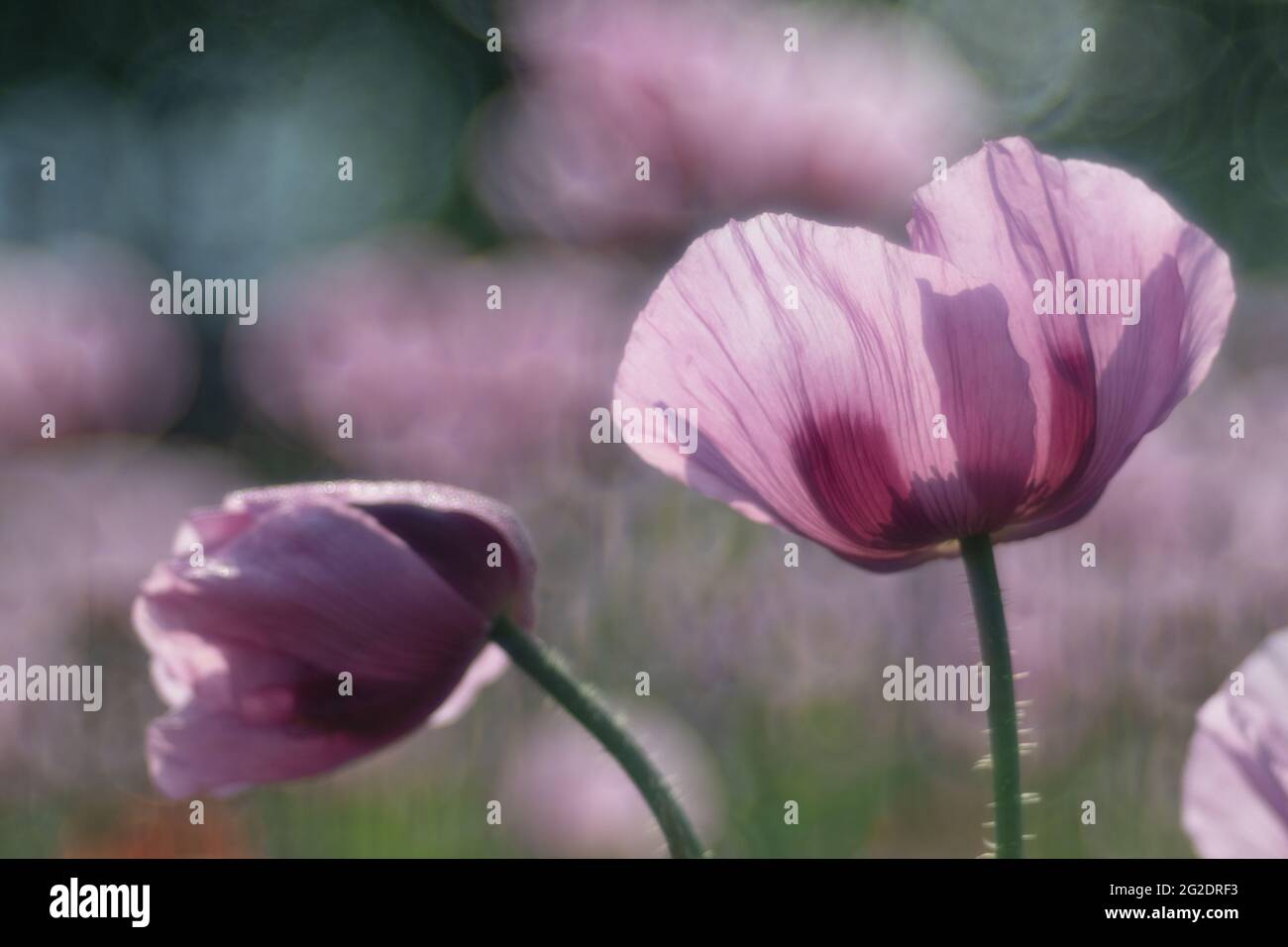 Violett-rosa Blüten des Opiummohn vor dem Hintergrund des Opiummohn-Feldes Stockfoto