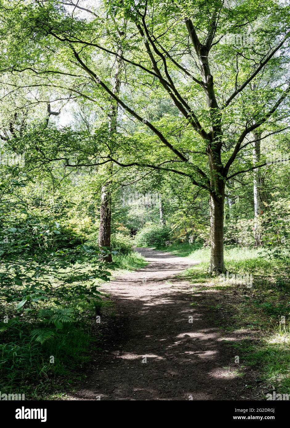 Richond Park im Sommer in London Stockfoto