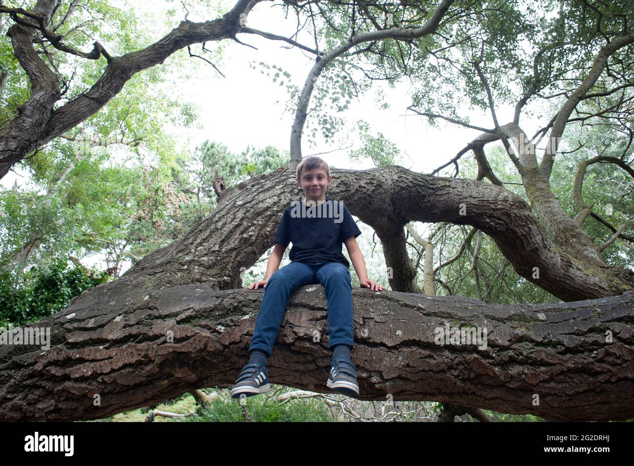 Ein kleiner Junge sitzt auf dem Ast eines Baumes, den er bestiegen hat Stockfoto