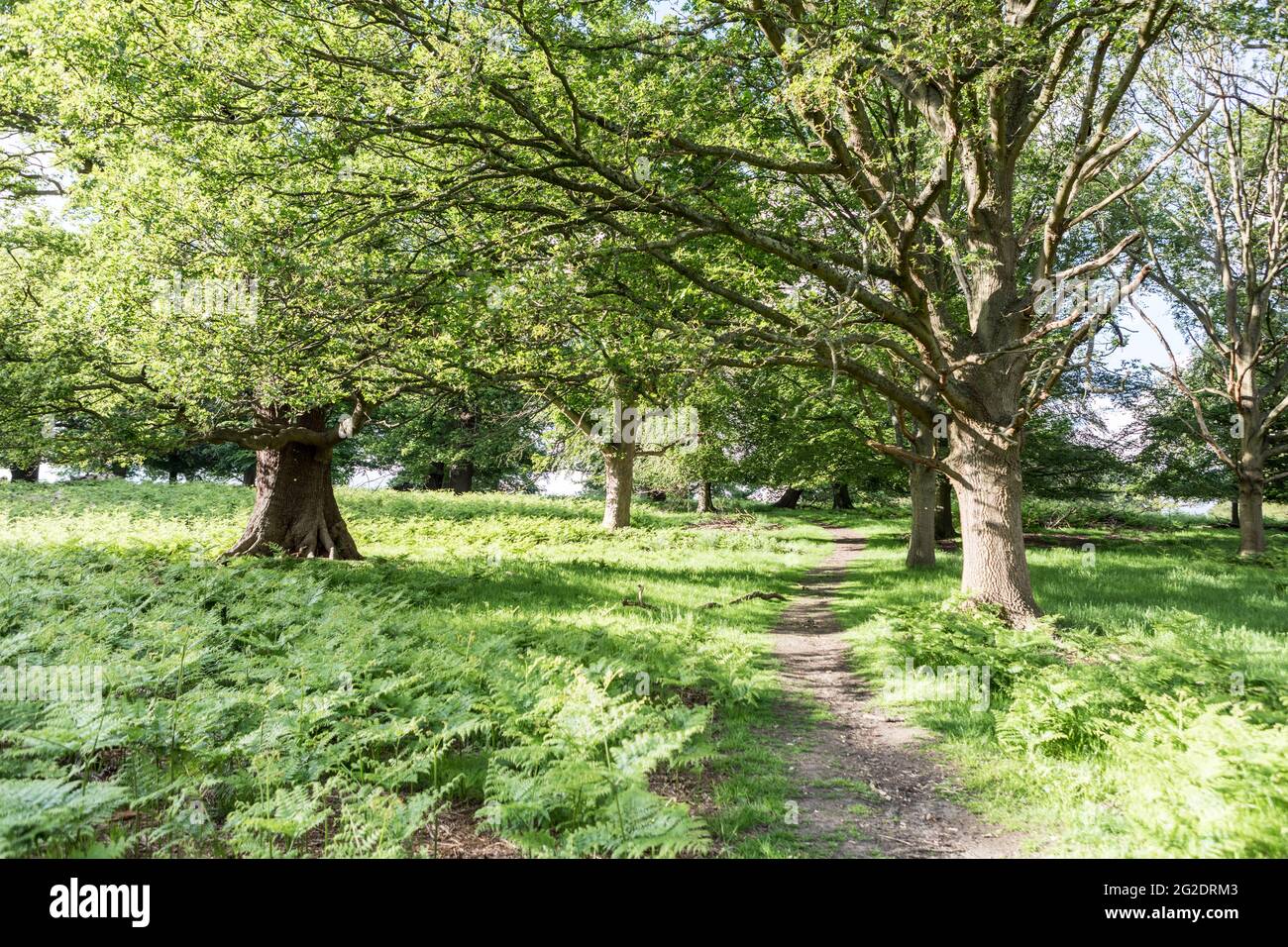 Richond Park im Sommer in London Stockfoto